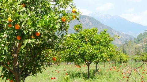 Winter change, Spring coming, orange trees over snowy mountain background Stock Footage 51365922