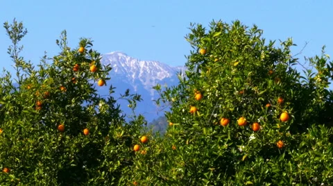 Winter change, Spring coming, orange trees over snowy mountain background Stock Footage 51374251