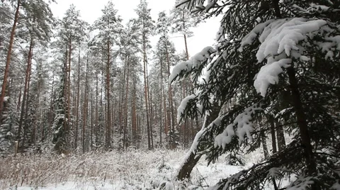 Winter charm Видео 46798411