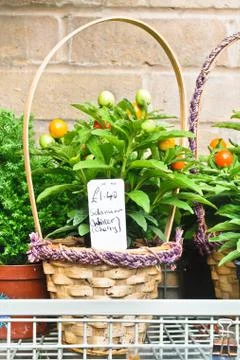 Winter cherries Stock Photos