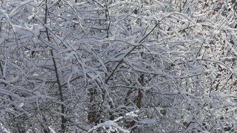 Winter. Cherry branches are covered with snow. Vídeos de archivo 124673973