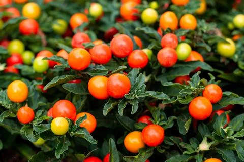 Winter cherry or Jerusalem cherry ornamental plant for Christmas with bright red Fotos Stock