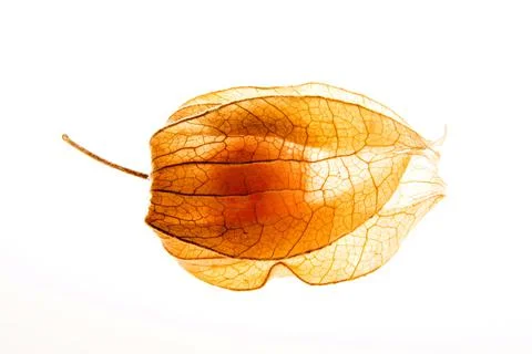 Winter cherry on a white background Stock Photos