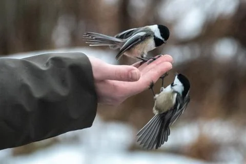 Winter Chickadees Stock Photos