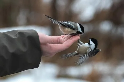 Winter Chickadees Stock Photos