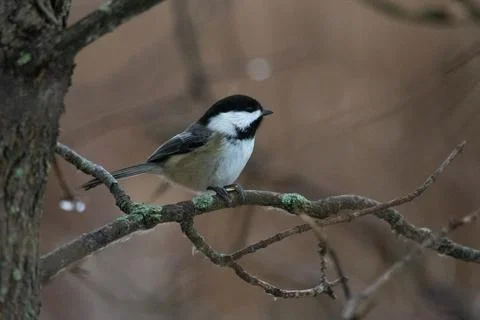 Winter Chickadees Stock Photos