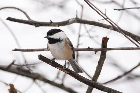 Winter Chickadees Stock Photos