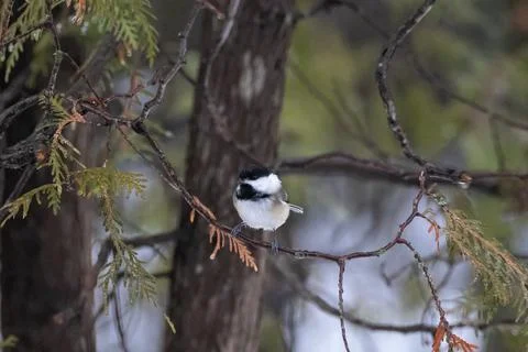 Winter Chickadees Stock Photos