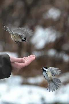Winter Chickadees Stock Photos
