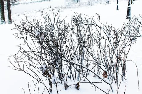 Winter. Christmas and New Year. Frozen branches of a small bush. Winter lands Stock Photos