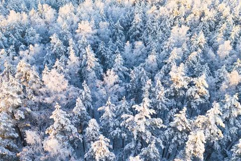 Winter christmas background Stock Photos