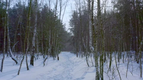 Winter Christmas forest. Stock Footage 154153977