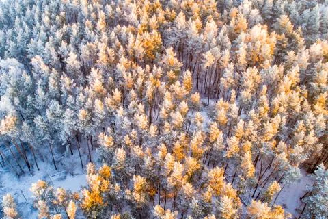 Winter Christmas forest Stock-Fotos