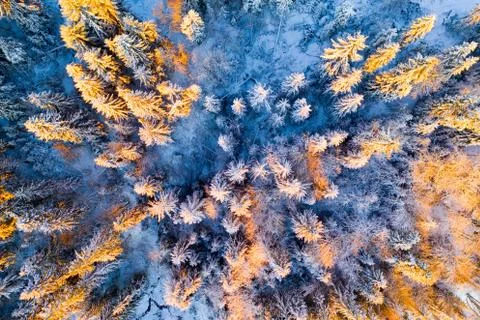 Winter christmas forest Stock Photos