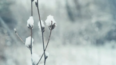 Winter Christmas pattern. Background from falling snow on dry branches of a bush Stock Footage 94445316