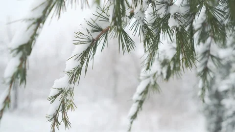 Winter Christmas pattern. The falling snow on the green spruce branches Stock Footage 94445413