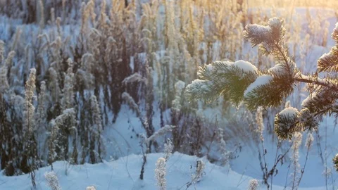 Winter christmas pine tree snow. Merry Christmas and Happy New Year Stock Footage 70197961