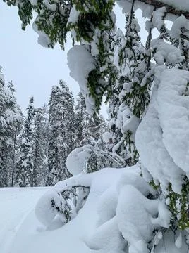 Winter Christmas Tale pattern. Close up on frozen and snowy branches of forest Stock Photos
