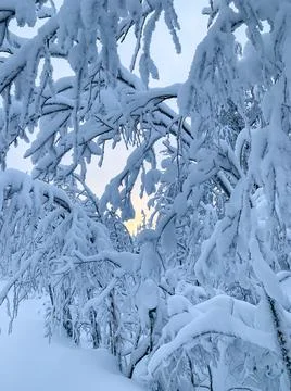 Winter Christmas Tale pattern. Sun rays shine through frozen and snowy branches Foto stock