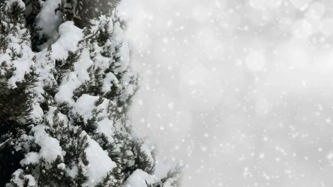Winter Christmas tree background with falling snow - loop, 4K Stock Footage 80241291
