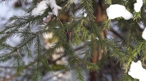 Winter Christmas tree Stock Footage 58833131