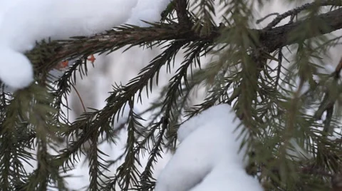 Winter Christmas tree Stock Footage 58833147