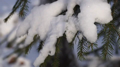 Winter Christmas tree Stock Footage 58833199