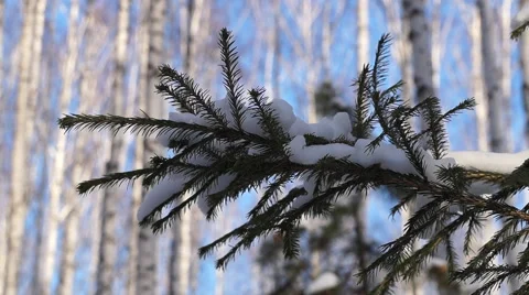Winter Christmas tree Stock-Footage 58833349