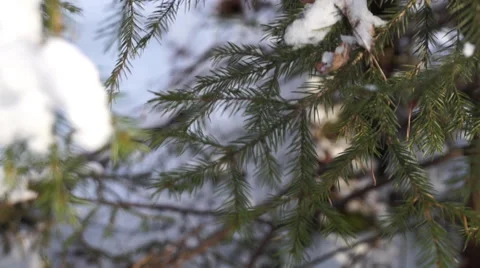 Winter Christmas tree Stock-Footage 58833392