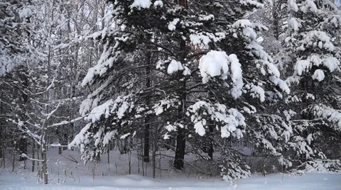 Winter Christmas tree Stock Footage 58833536