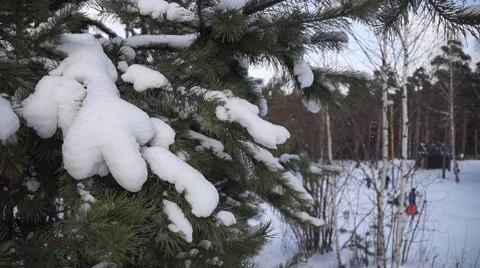 Winter Christmas tree on the mountain which sledding Stock Footage 56263198