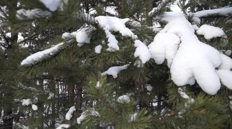 Winter Christmas tree on the mountain which sledding Stock Footage 56263199