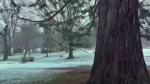 Winter City Park With Pine Trees and Light Snowfall Stock Footage 328914652
