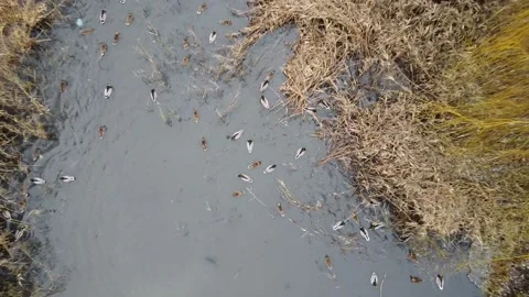 Winter city pond with ducks Stock Footage 145065040