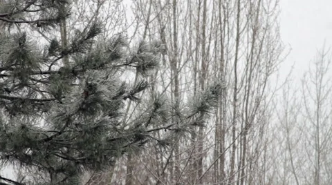 Winter In The City, Snow Falling Down Over Trees, Cold Day, Tilt Stock Footage 54989788