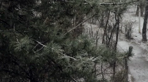 Winter In The City, Snow Falling Down Over Trees, Cold Day, Tilt Stock Footage 54989811