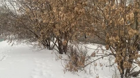 Winter in the city yard Stock Footage 231999485