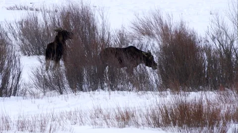 Winter clip of two moose feeding on willow trees at yellowstone Stock Footage 137148442