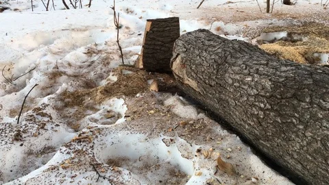 Winter close up of dead tree hollowed out by parasites Stock Footage 85869282