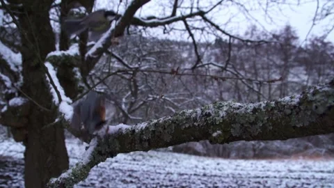 Winter close-up of nuthatch driving away a tit from branch in slow motion Stock Footage 323451212