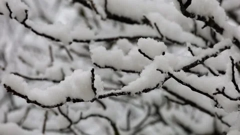 Winter. Close-up of snow-covered branches under heavy snowfall Stock Footage 147448424