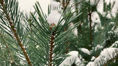 Winter: Close-up of Snow-Covered Pine Branch Slowly Being Showered with Snow Stock Footage 223086521