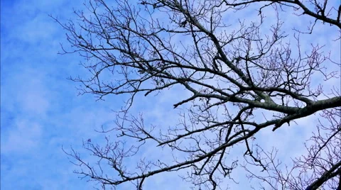 Winter clouds and bare branch Vídeo Stock 1188526