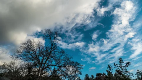 Winter Cloudscape above Barren Tree Timelapse Stock Footage 283279911