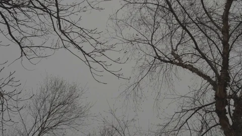 Winter - Cloudy - bare winter trees Stock Footage 76327041