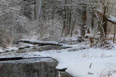Winter cloudy day by forest river with fresh snow, Bialowieza Forest, Poland, Stock Photos