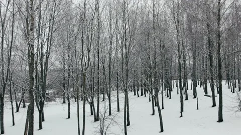 Winter cloudy day. trees covered with snow. trees without foliage.  Stock Footage 148111550