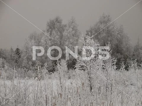 Winter cloudy landscape with frost on branches of the trees Stock Photos