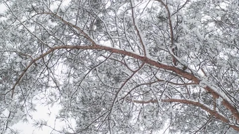 Winter cloudy lanscape Video stock 147700237