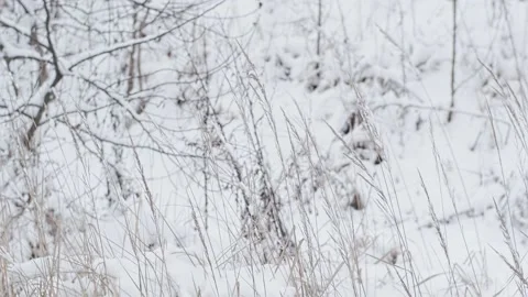 Winter cloudy lanscape Stock Footage 147700285